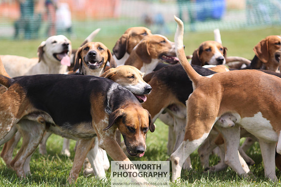 Sedgefield Game Fair 162