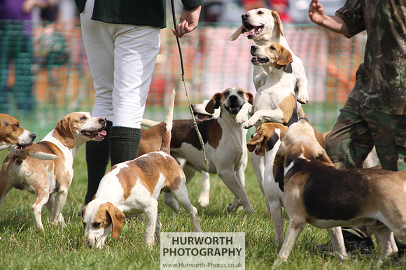 Sedgefield Game Fair 242