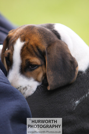 Sedgefield Game Fair 243