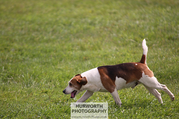 Sedgefield Game Fair 245