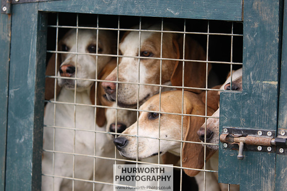 Sedgefield Game Fair 029