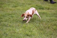 Sedgefield Game Fair 007