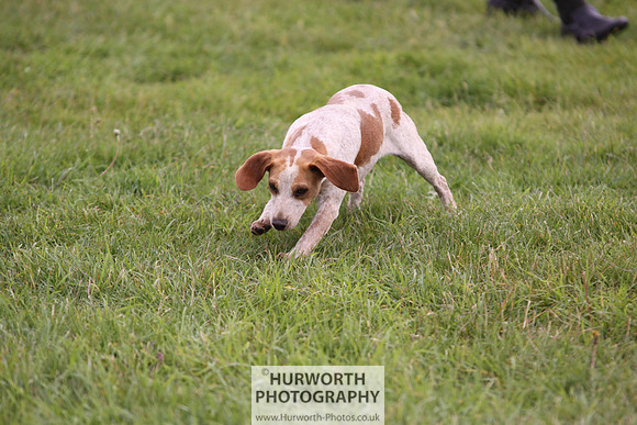 Sedgefield Game Fair 007