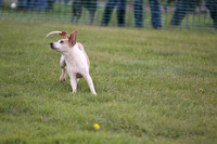 Sedgefield Game Fair 020
