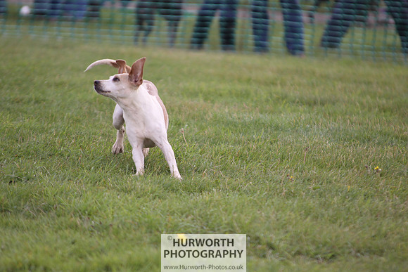 Sedgefield Game Fair 020