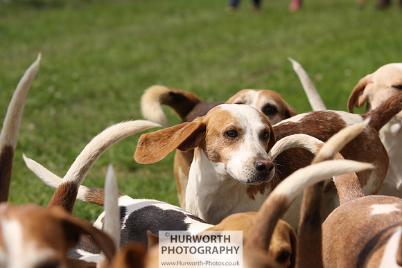 Sedgefield Game Fair 187