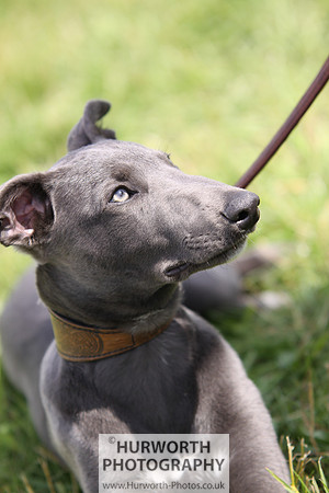Sedgefield Game Fair 088