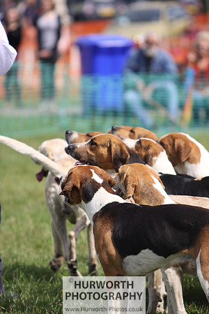 Sedgefield Game Fair 134