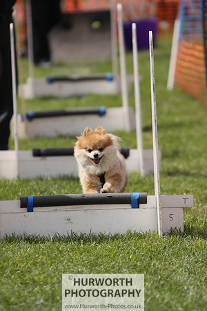 Sedgefield Game Fair 115