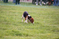 Sedgefield Game Fair 004