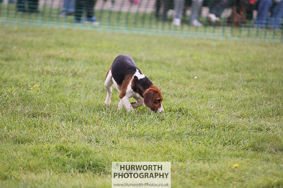 Sedgefield Game Fair 004