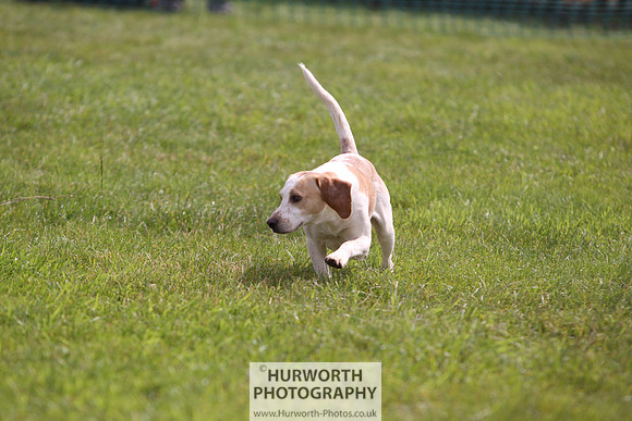 Sedgefield Game Fair 248