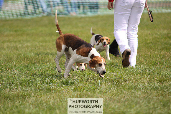 Sedgefield Game Fair 236