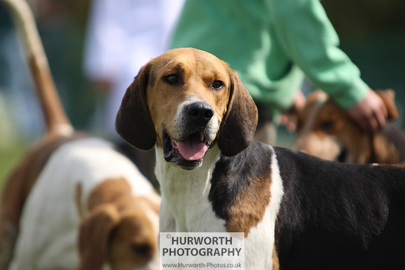 Sedgefield Game Fair 139