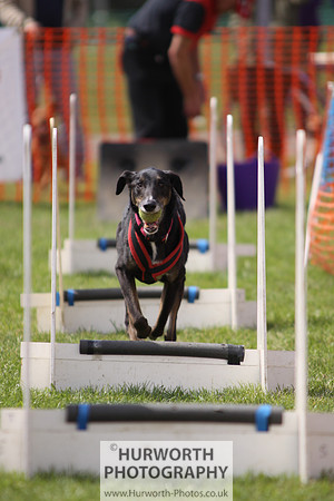 Sedgefield Game Fair 126