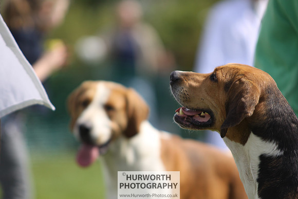 Sedgefield Game Fair 138