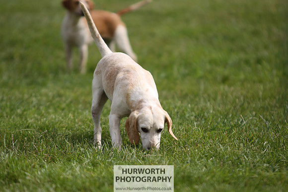 Sedgefield Game Fair 253