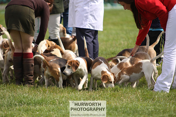 Sedgefield Game Fair 231