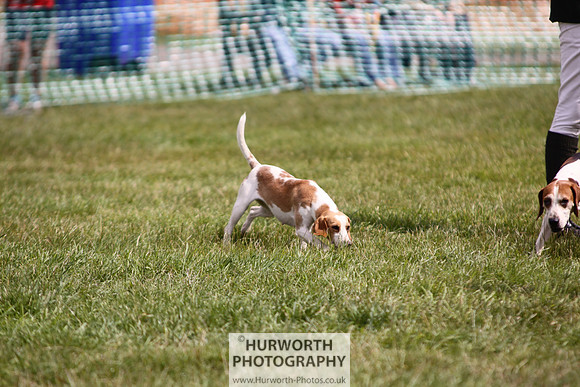 Sedgefield Game Fair 235