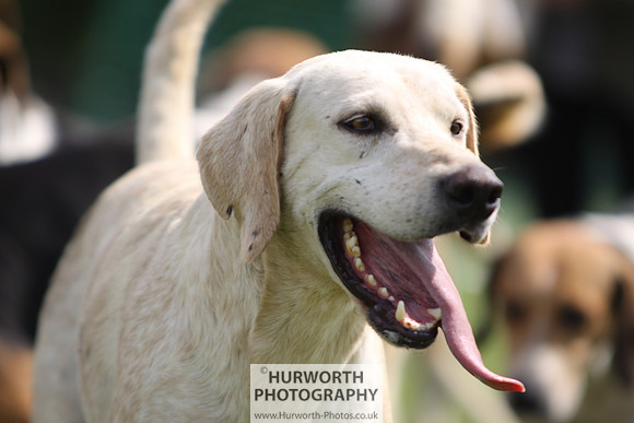 Sedgefield Game Fair 137
