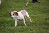 Sedgefield Game Fair 019