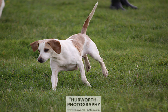 Sedgefield Game Fair 019