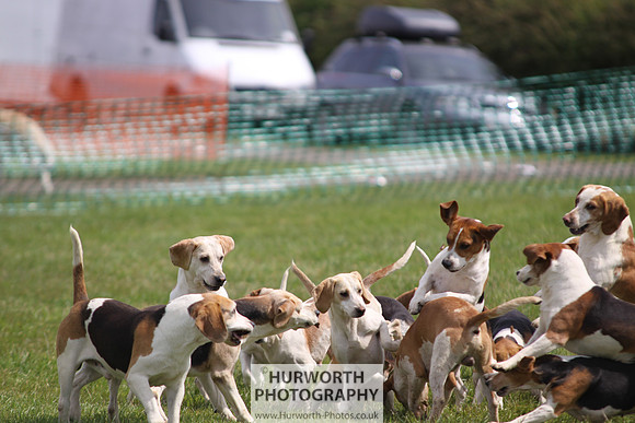 Sedgefield Game Fair 224