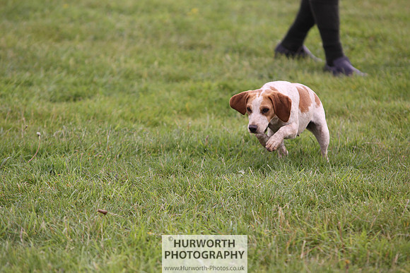Sedgefield Game Fair 005