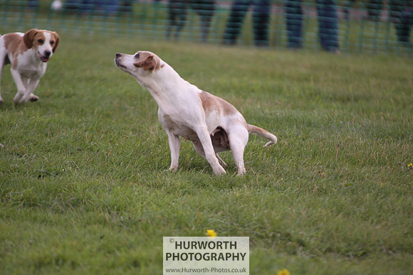 Sedgefield Game Fair 021