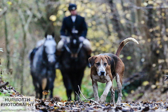 Hurworth Hunt 70