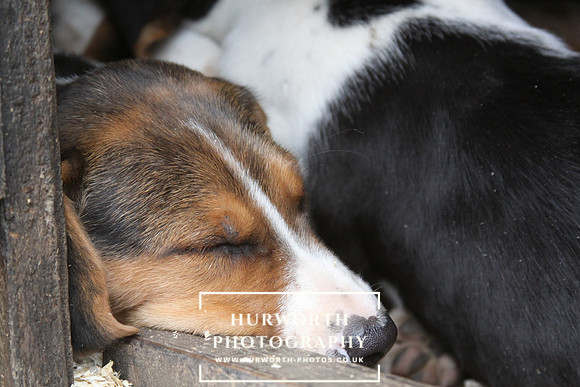 Hurworth Hunt Hound Pups 166