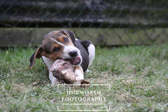 Hurworth Hunt Hound Pups 136