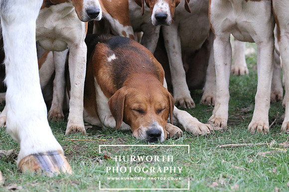 Hurworth Hunt 50