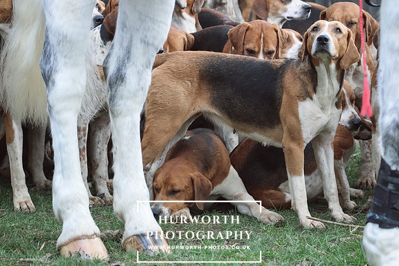 Hurworth Hunt 55