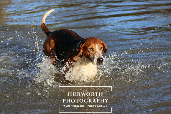 Hurworth Hunt 685