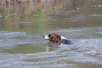 River Crossing - Hounds & Hunt Staff