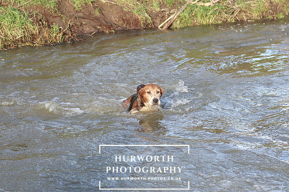 Hurworth Hunt 667