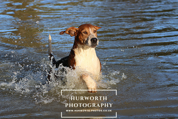 Hurworth Hunt 683