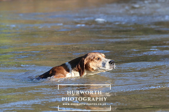 Hurworth Hunt 679