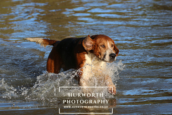 Hurworth Hunt 681