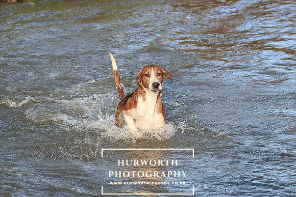 Hurworth Hunt 669