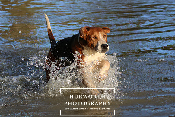 Hurworth Hunt 684