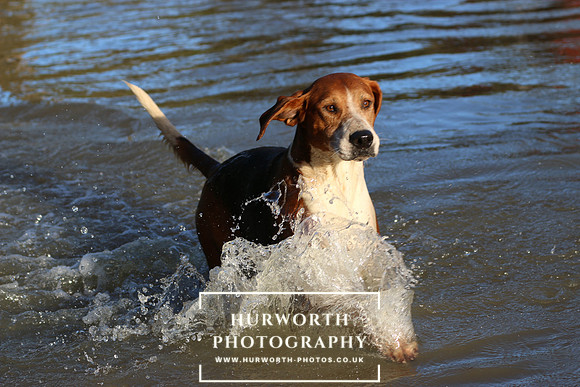 Hurworth Hunt 687