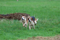 Hurworth Hunt 286