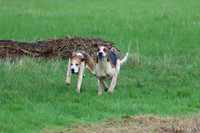 Hurworth Hunt 287