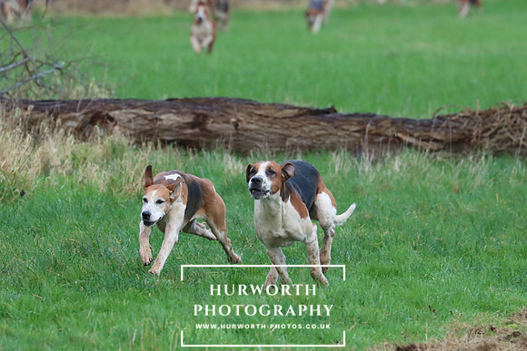 Hurworth Hunt 290