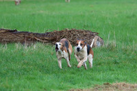 Hurworth Hunt 288