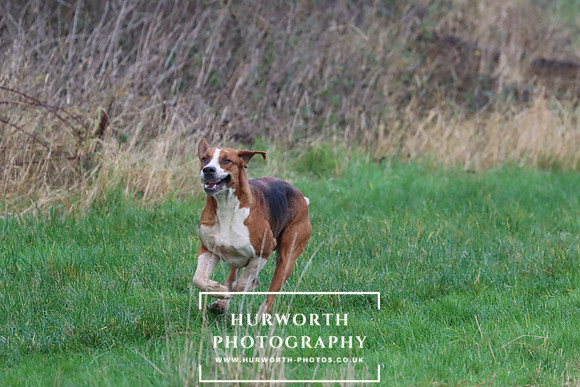 Hurworth Hunt 299