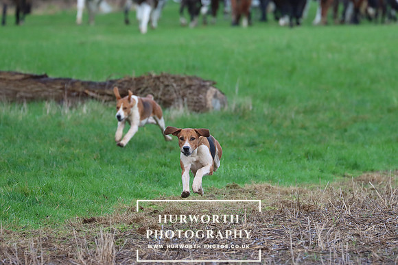 Hurworth Hunt 307