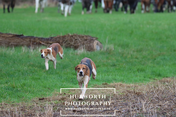 Hurworth Hunt 308